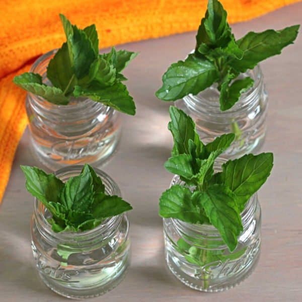 Overhead view of Junior Mint drinks with mint leaves