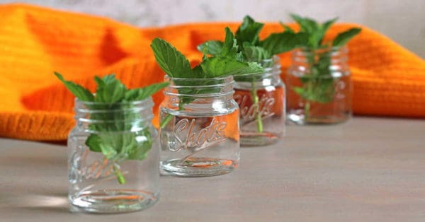 Junior Mint drinks with mint leaves