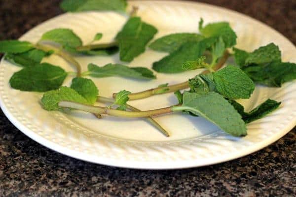 Side view of mint leaves on plate