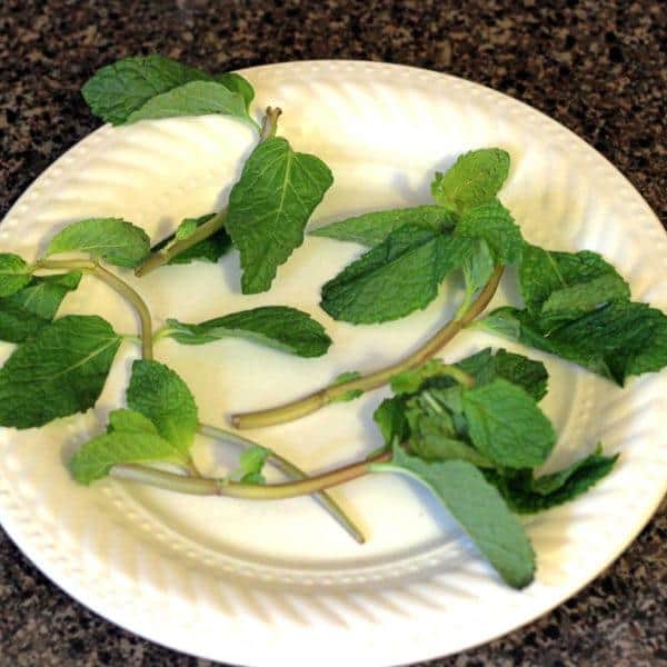 Overhead view of fresh-looking  mint leaves on plate