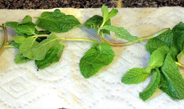 Mint leaves drying on paper towel