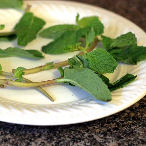 Fresh-looking mint leaves on plate