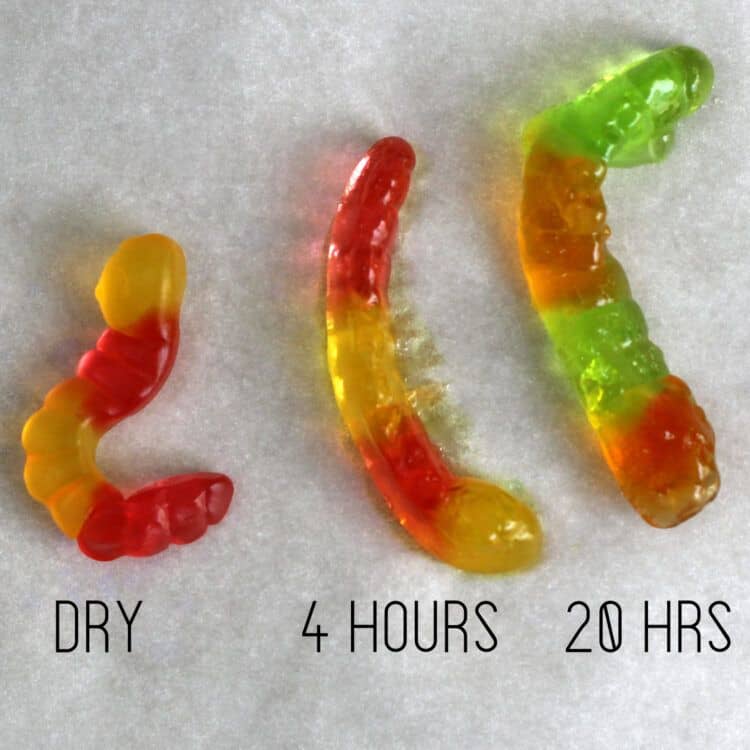 Vodka gummy worms compared at 4 hours and 20 hours