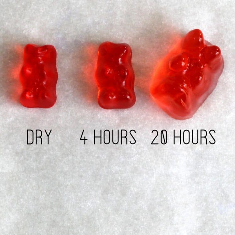 Vodka gummy bears compared at 4 hours and 20 hours